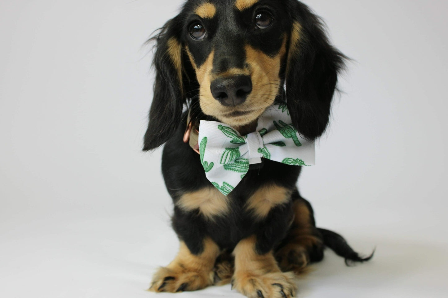 Simply Succulent - Bow Tie