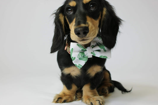 Simply Succulent - Bow Tie