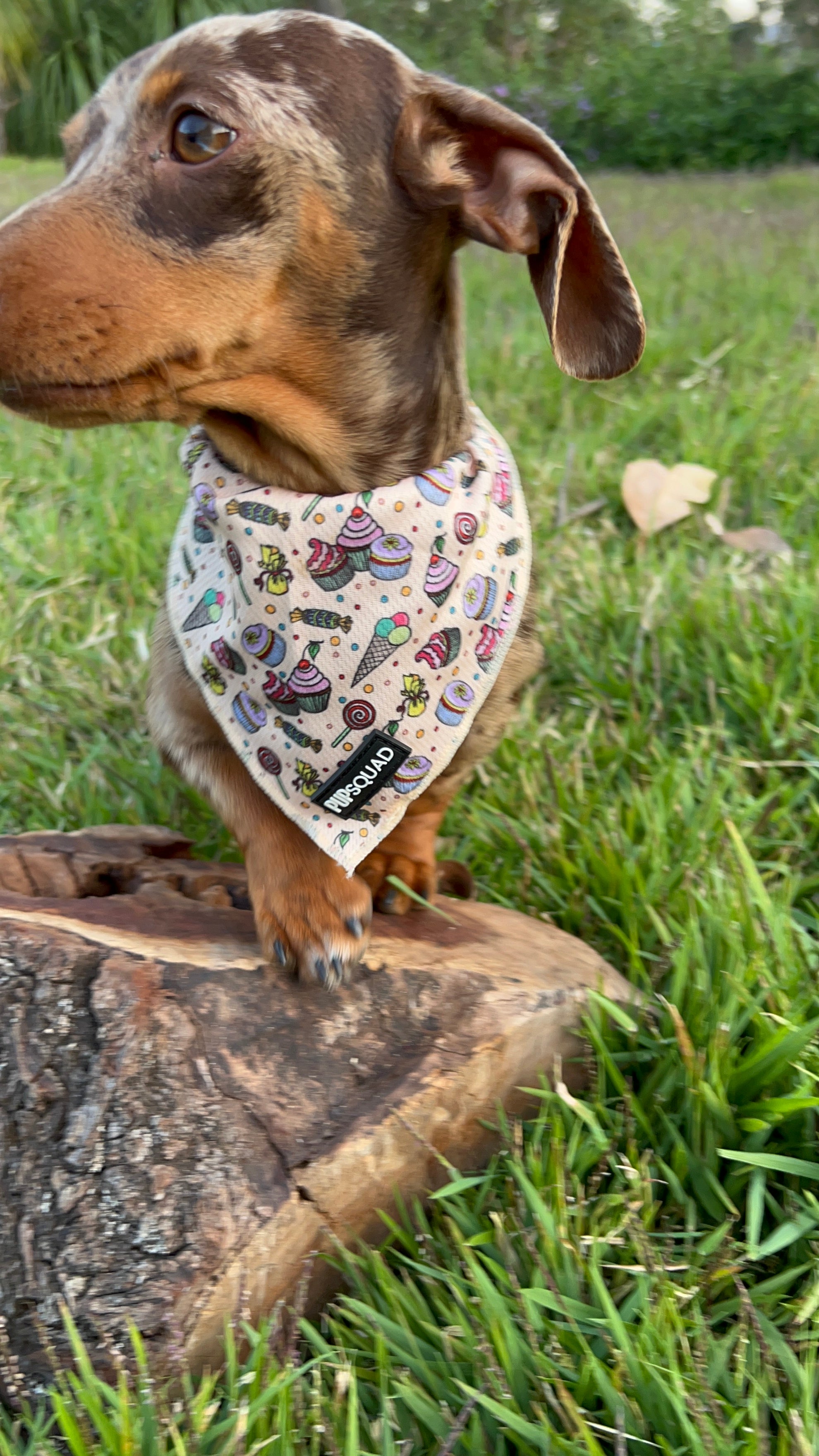 Miniature clearance dachshund bandanas